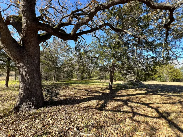 a view of a yard with plants tree