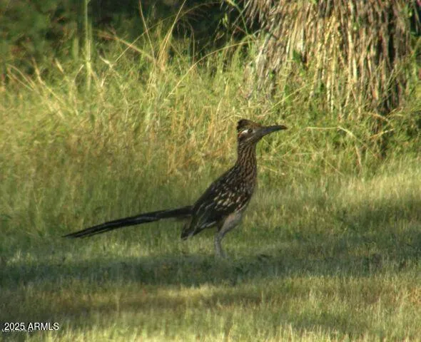 a view of a bunch of plants
