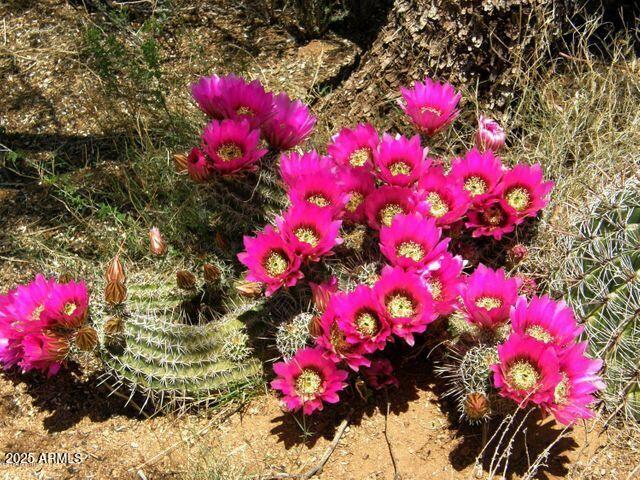 M223 East Cougar Trail, Unit 223 St. David, AZ 85630 - Photo 20 of 22