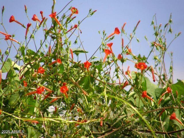 M223 East Cougar Trail, Unit 223 St. David, AZ 85630 - Photo 21 of 22 a view of flowers in a lot of flowers