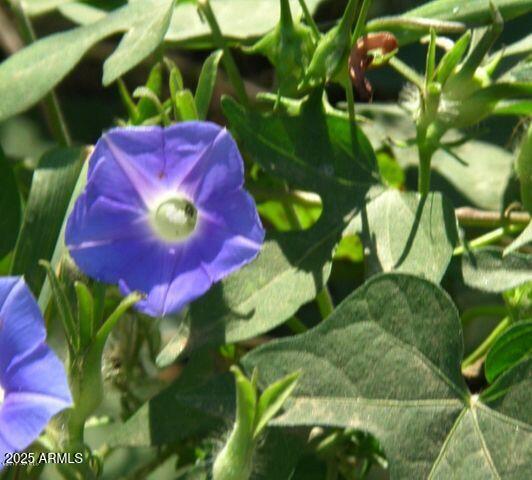 M223 East Cougar Trail, Unit 223 St. David, AZ 85630 - Photo 22 of 22 a view of a bunch of plants