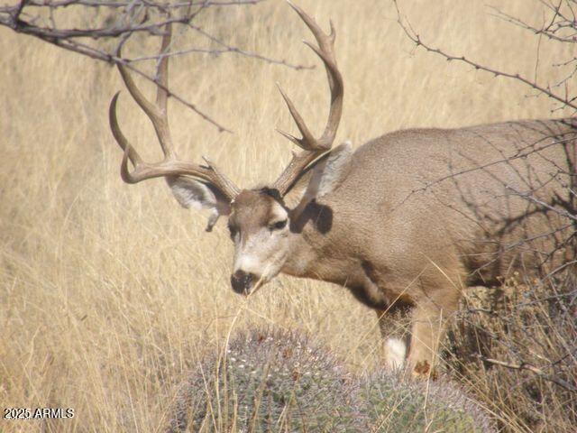 M223 East Cougar Trail, Unit 223 St. David, AZ 85630 - Photo 10 of 22 a picture of a door of the house