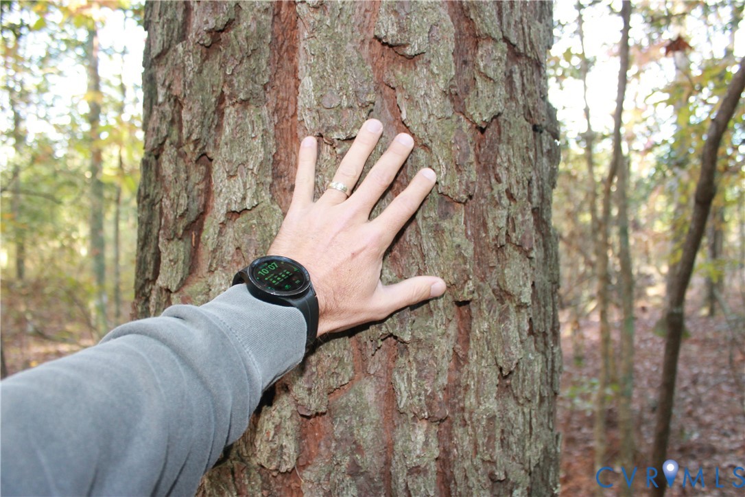 Tbd East River Road Cardinal, VA 23025 - Photo 12 of 49 a view of entryway