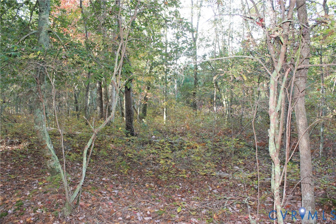 Tbd East River Road Cardinal, VA 23025 - Photo 13 of 49 a view of a forest with lots of trees