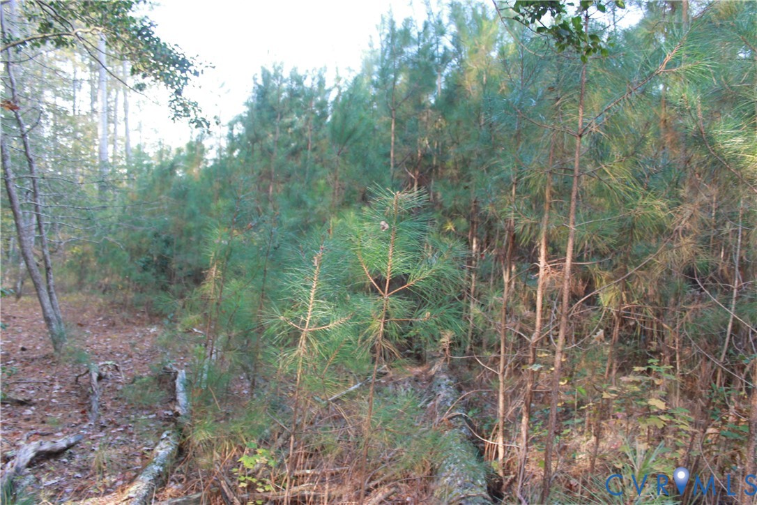 Tbd East River Road Cardinal, VA 23025 - Photo 19 of 49 a view of a forest that has a tree