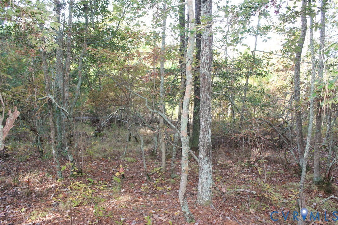 Tbd East River Road Cardinal, VA 23025 - Photo 25 of 49 a view of a forest