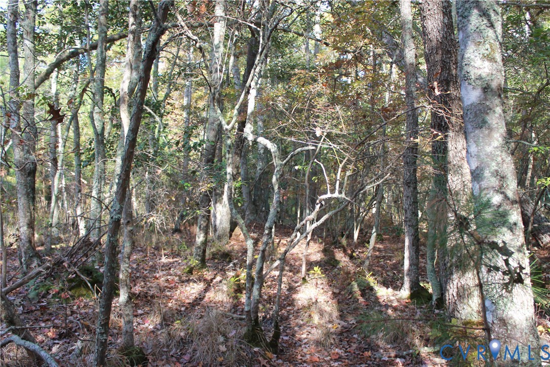 Tbd East River Road Cardinal, VA 23025 - Photo 28 of 49 a view of tree