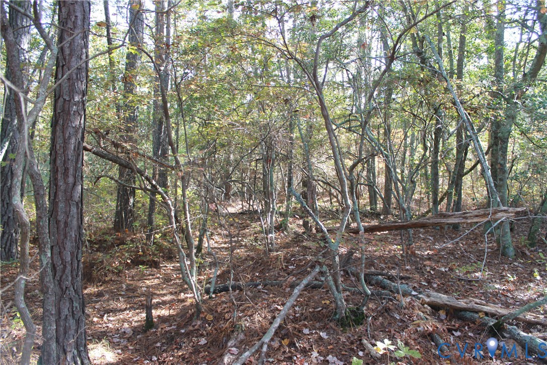Tbd East River Road Cardinal, VA 23025 - Photo 31 of 49 a view of a forest