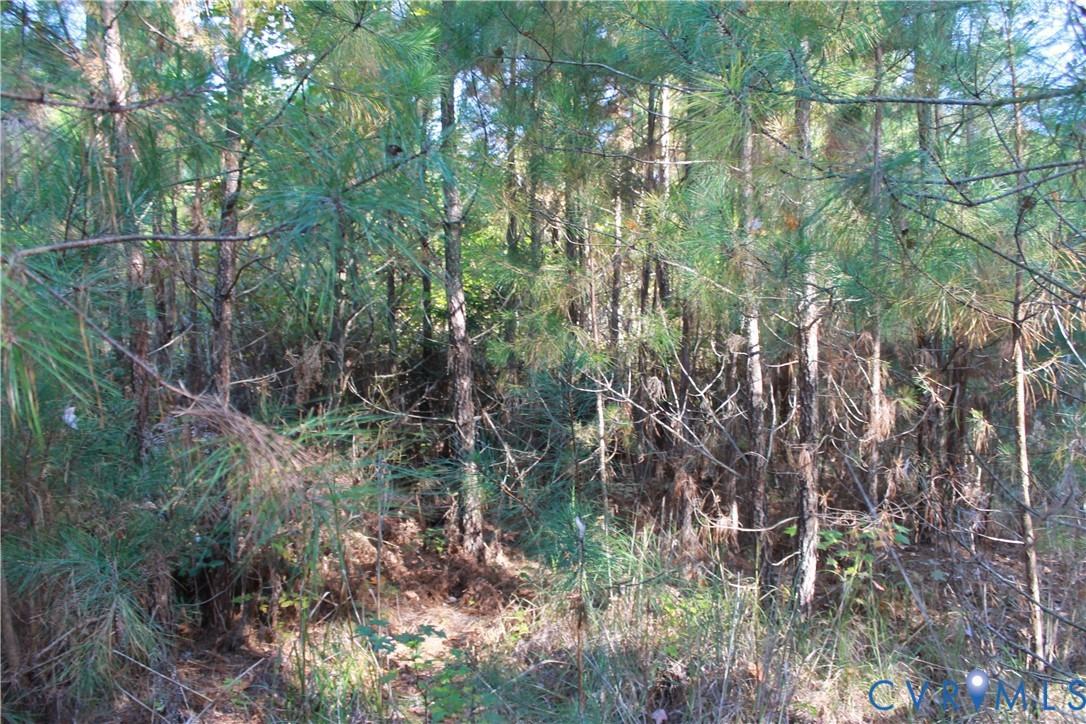 Tbd East River Road Cardinal, VA 23025 - Photo 39 of 49 a view of a forest with a tree