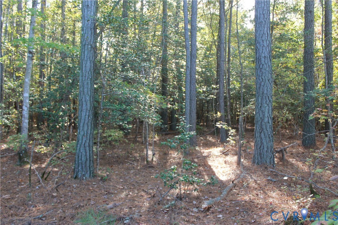 Tbd East River Road Cardinal, VA 23025 - Photo 43 of 49 a view of a forest with trees