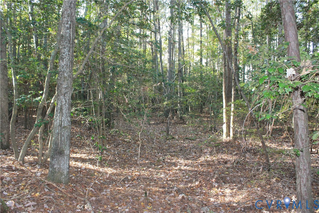Tbd East River Road Cardinal, VA 23025 - Photo 5 of 49 a view of a forest with trees in the background