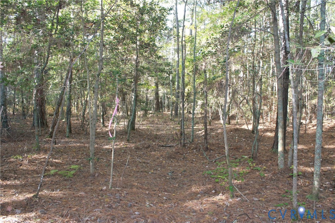 Tbd East River Road Cardinal, VA 23025 - Photo 9 of 49 a view of a forest with trees