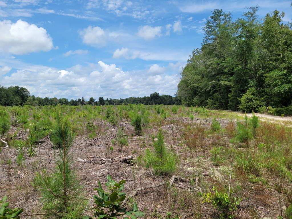 11 Windsor Road Springfield, SC 29146 - Photo 1 of 2 Main View