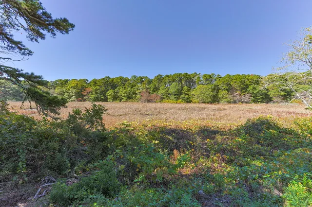 a view of a field with a tree