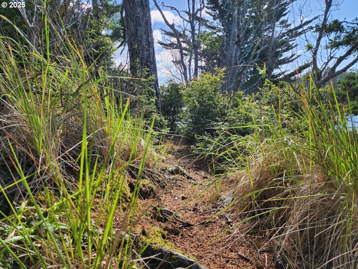 Garrison Lake Road, Unit 2500 Port Orford, OR 97465 - Photo 15 of 19 a view of a plant in a garden
