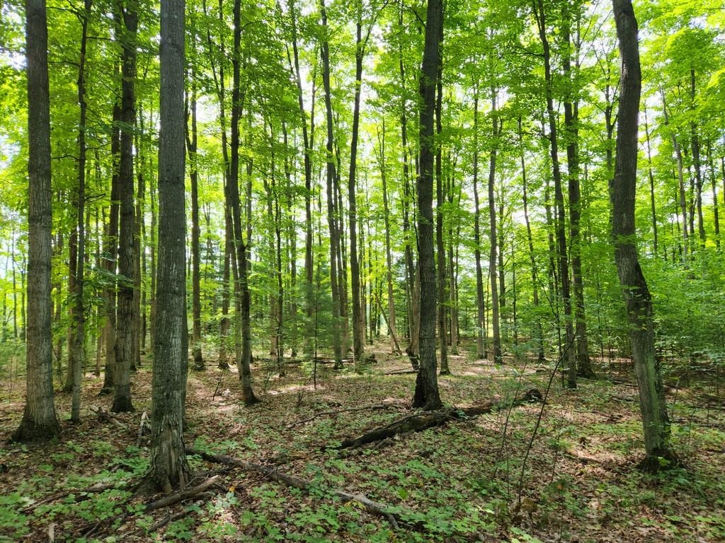 Off Crawford Lake Road Northeast Kalkaska, MI 49646 - Photo 19 of 25