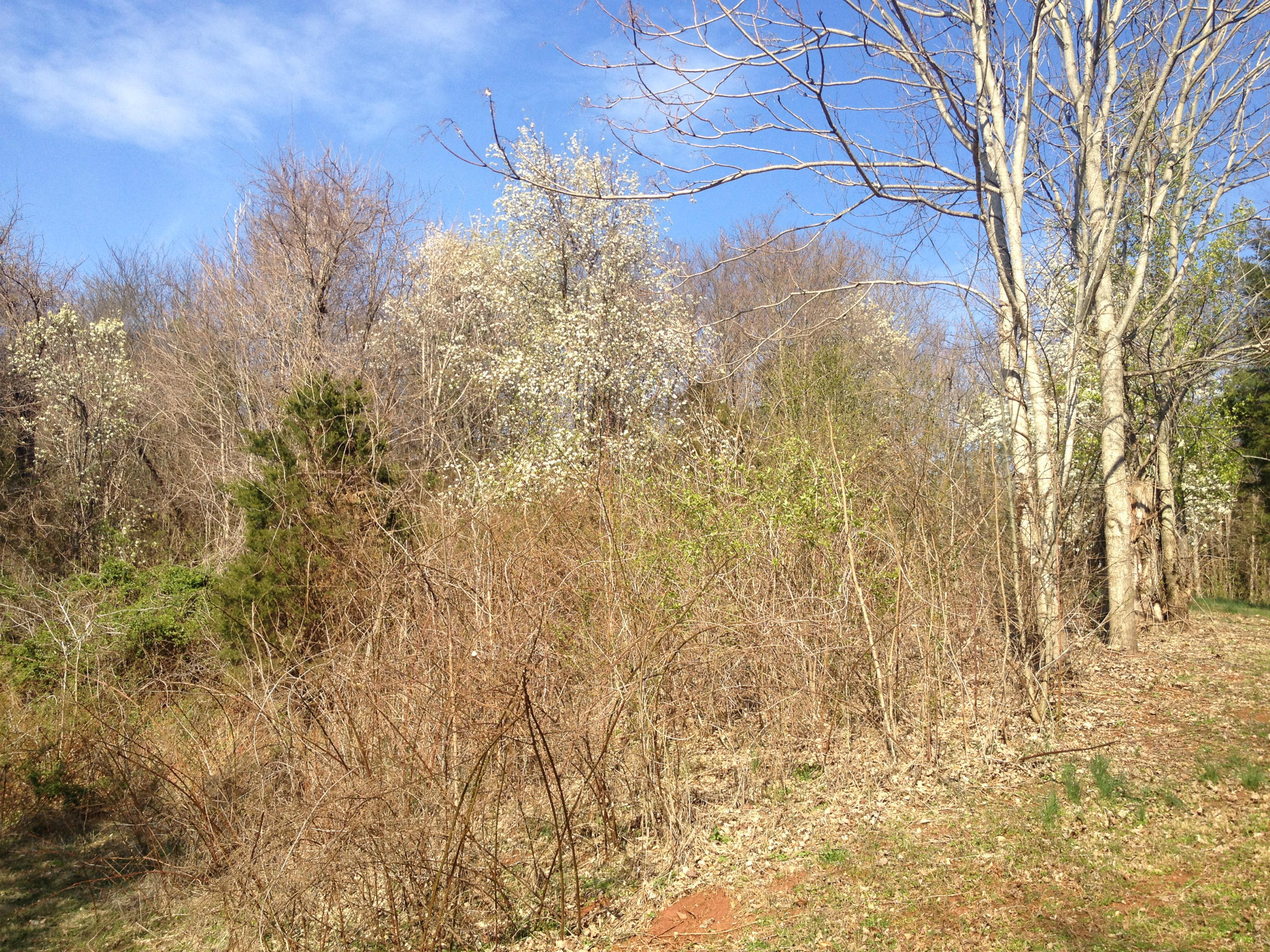 158 Watt Road Sweetwater, TN 37874 - Photo 7 of 7 Nice Contour