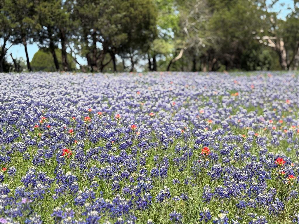 1815 West Forest Grove Road Lucas, TX 75002 - Photo 5 of 40 View of yard