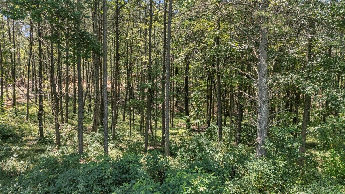 0 Musket Road Guild, TN 37340 - Photo 4 of 16 a view of forest