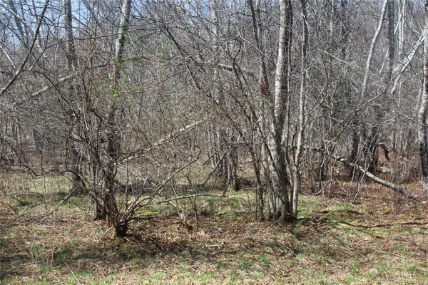 a view of a yard