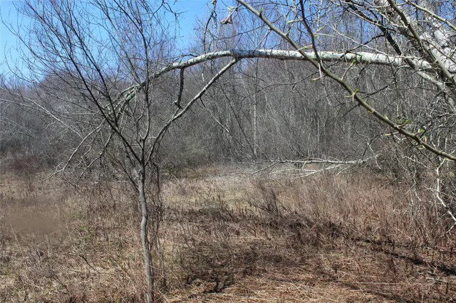 a view of a forest with a tree