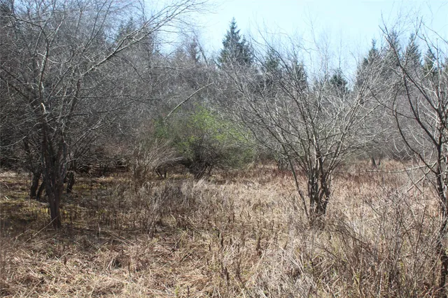 a view of a yard with trees