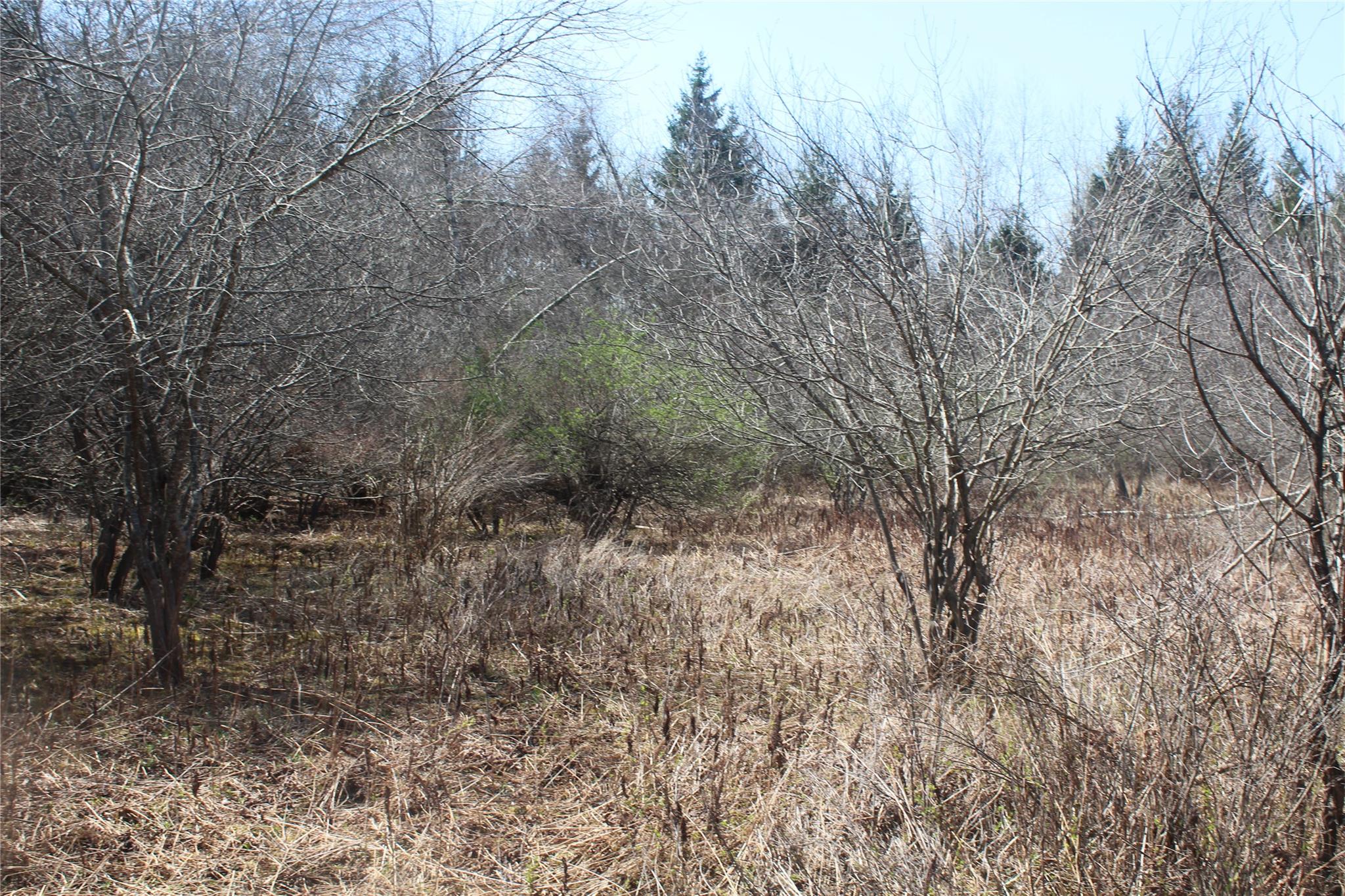 927-943 Briscoe Road Swan Lake, NY 12783 - Photo 5 of 13 a view of a forest with a tree