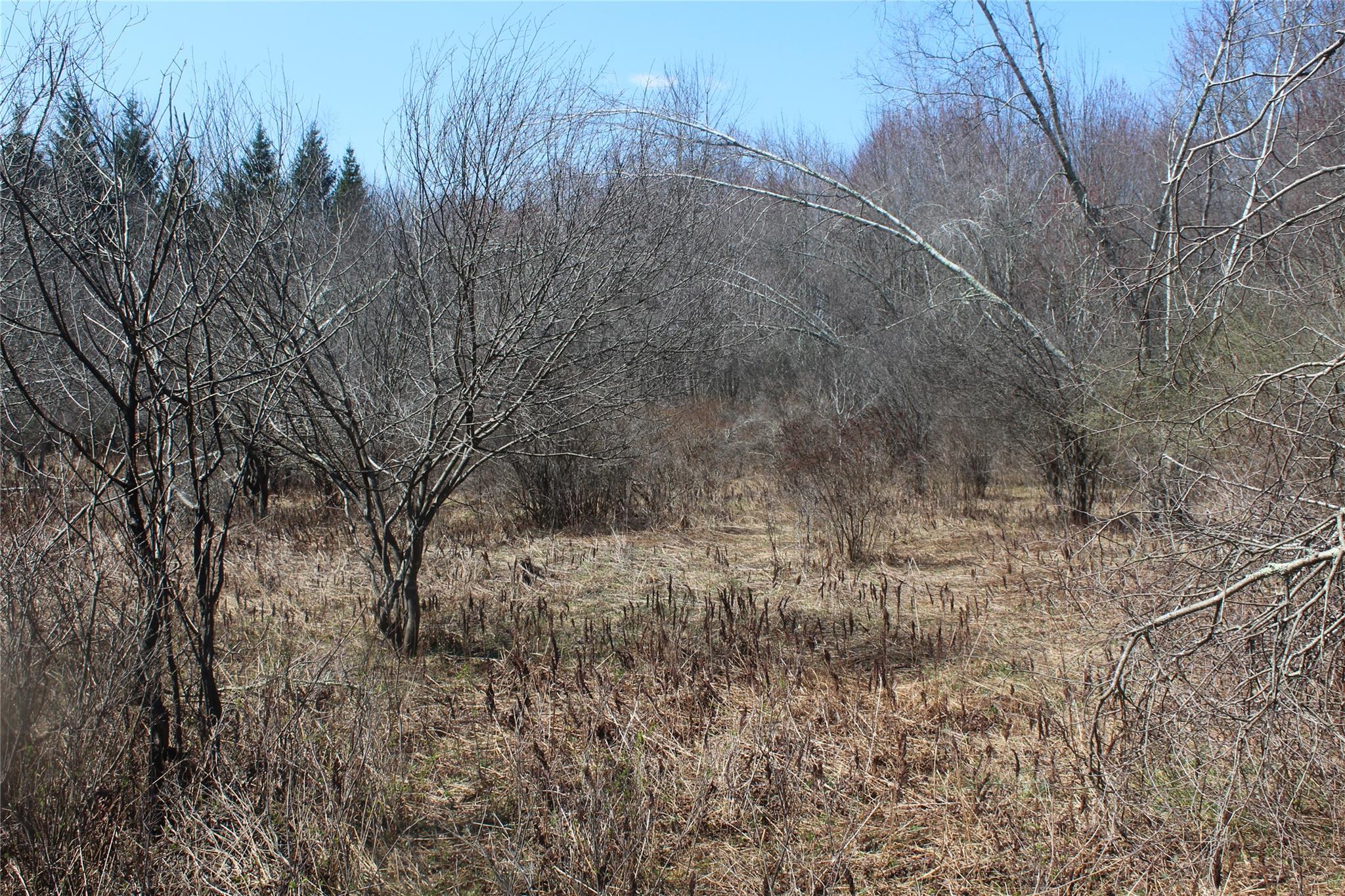 927-943 Briscoe Road Swan Lake, NY 12783 - Photo 6 of 13 a view of a yard with trees
