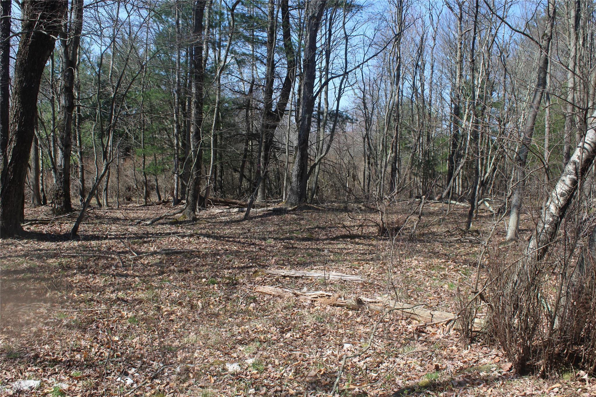 927-943 Briscoe Road Swan Lake, NY 12783 - Photo 7 of 13 a view of outdoor space with trees