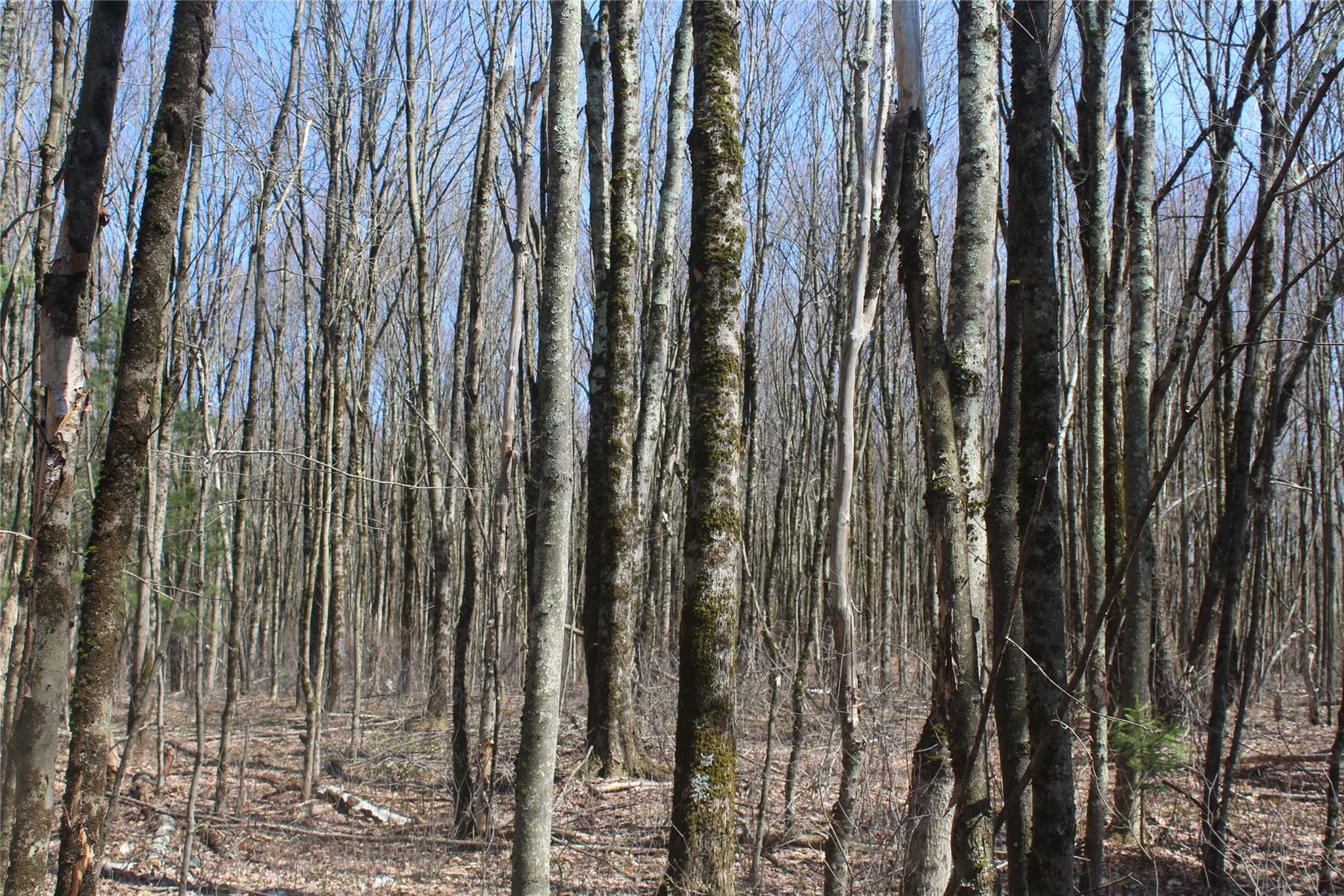 927-943 Briscoe Road Swan Lake, NY 12783 - Photo 8 of 13 a view of lots of trees