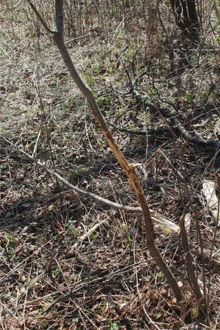 a view of a yard from a window