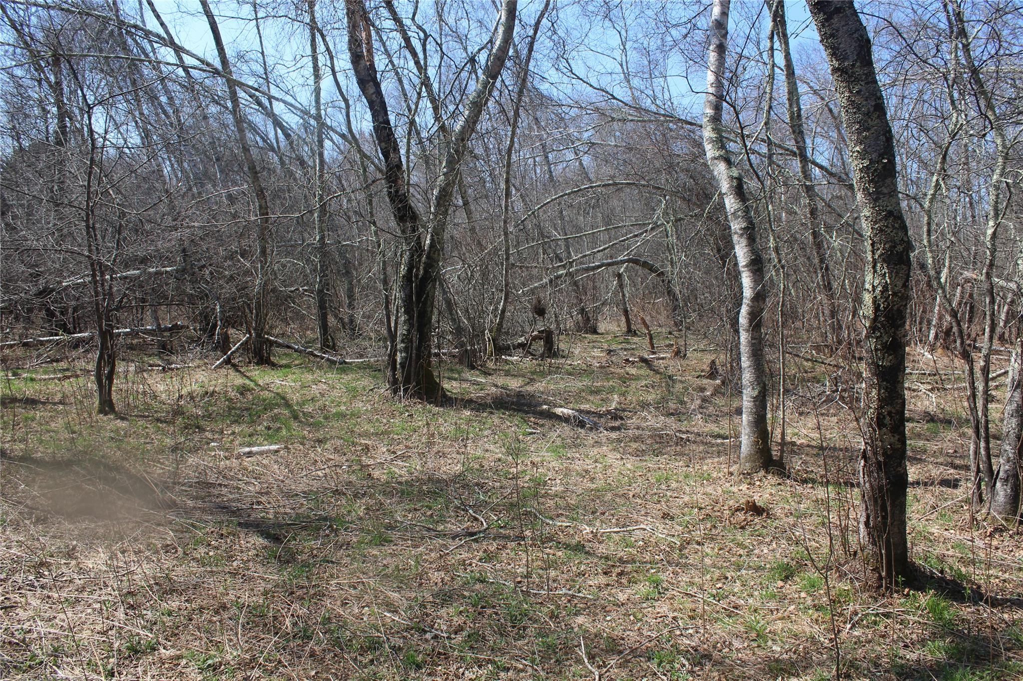 927-943 Briscoe Road Swan Lake, NY 12783 - Photo 10 of 13 a view of a yard with large trees