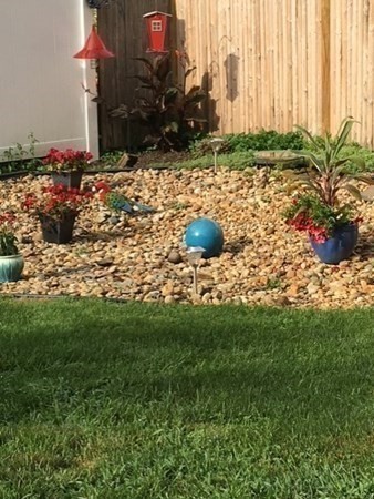 8 Pine Tree Trail Westford, MA 01886 - Photo 36 of 41