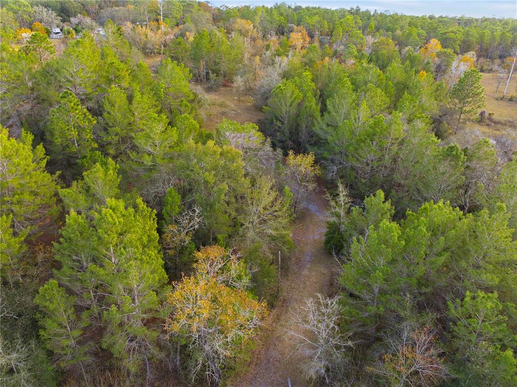 0 Backwoods Way Brooksville, FL 34614 - Photo 13 of 16 a view of a forest with an outdoor space