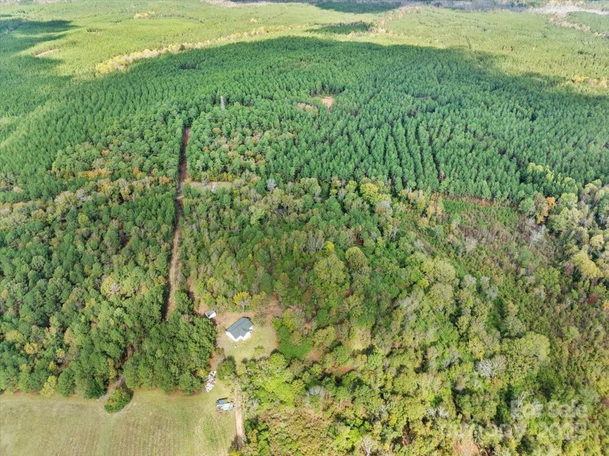5155 Percy Lane Wallace, SC 29596 - Photo 29 of 33 a view of a big yard with plants and large trees