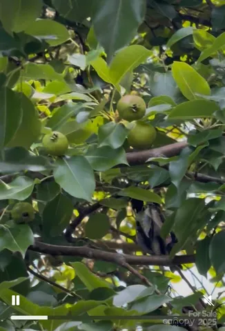 a picture of flowers