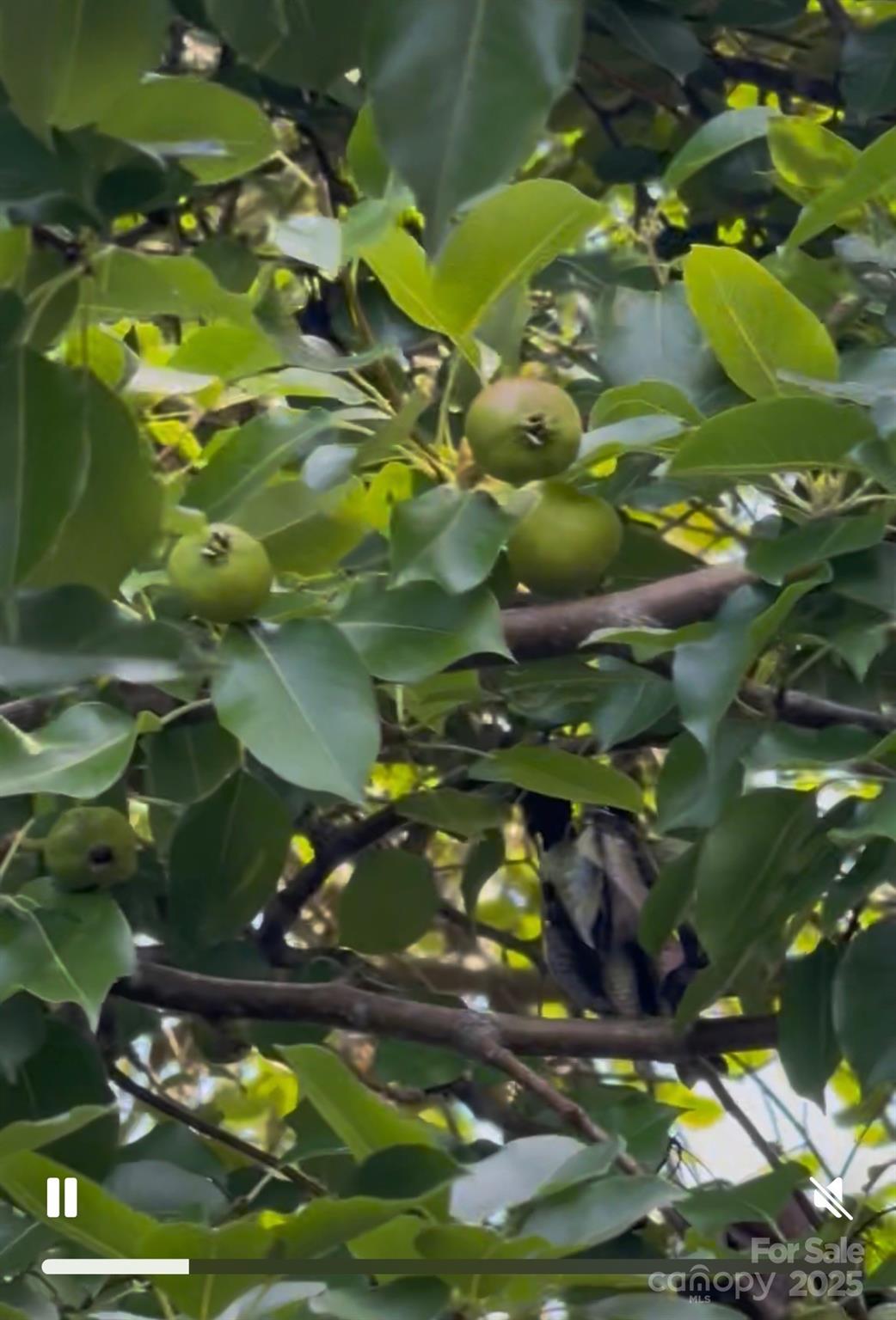 5155 Percy Lane Wallace, SC 29596 - Photo 4 of 33 a picture of flowers
