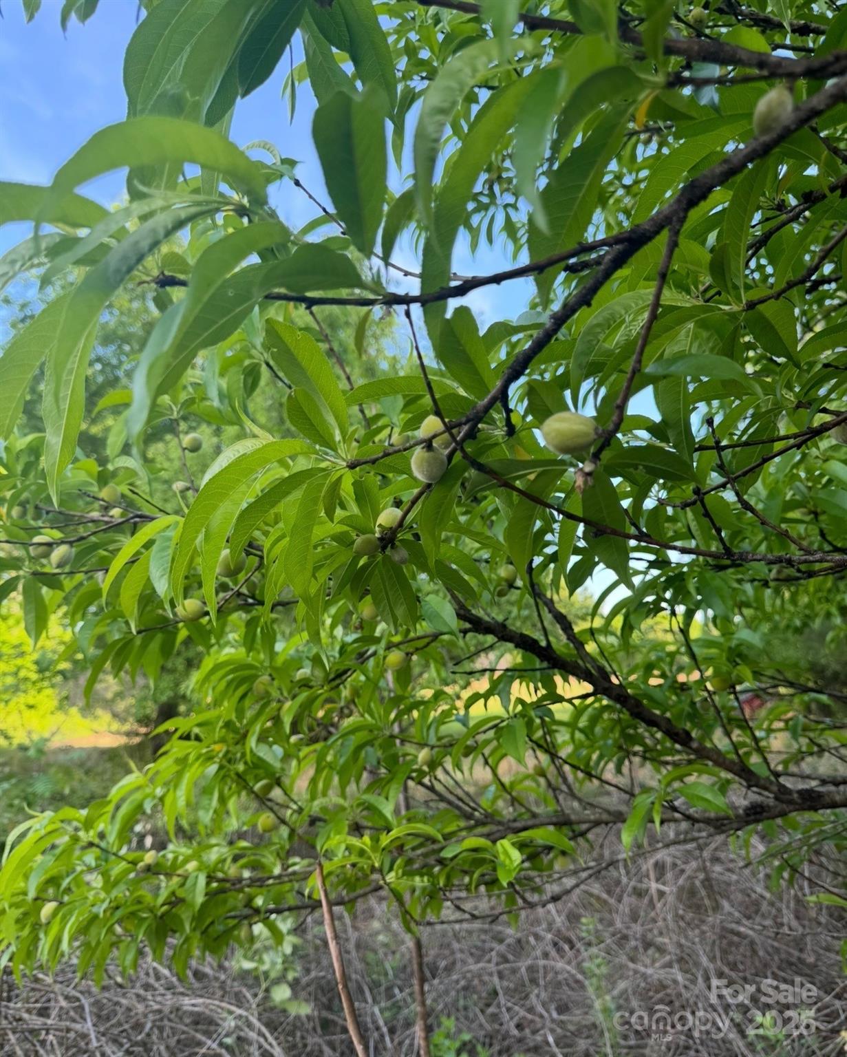 5155 Percy Lane Wallace, SC 29596 - Photo 5 of 33 a backyard of a tree