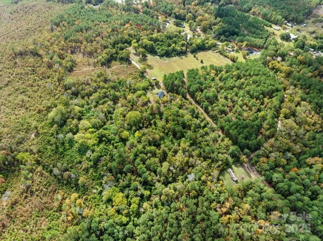 a view of a lush green forest with a tree