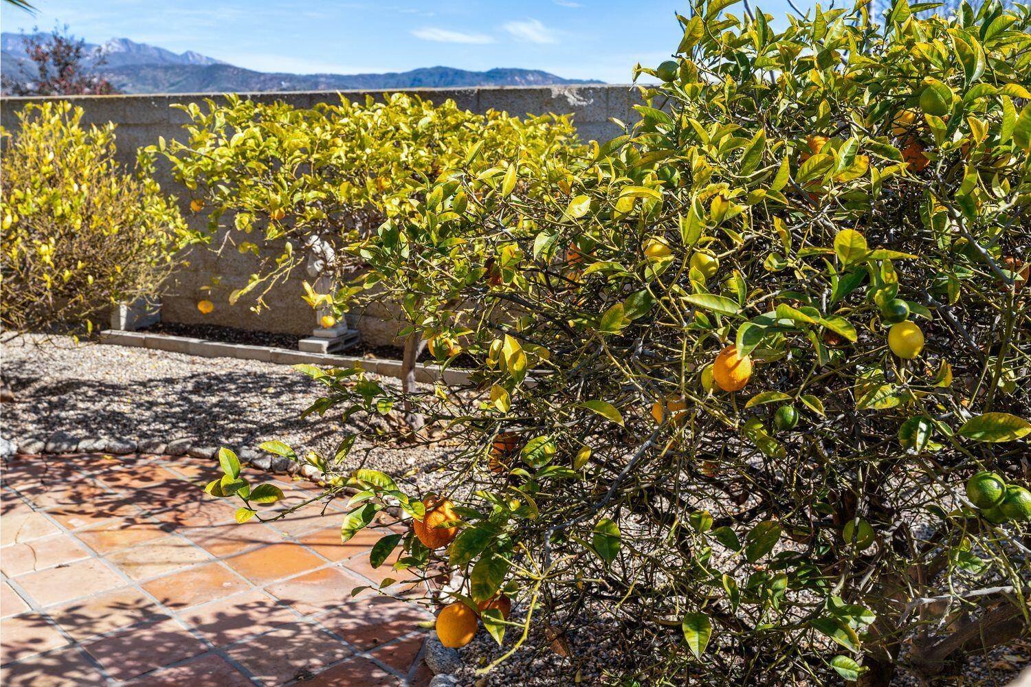6180 Via Real, Unit 118 Carpinteria, CA 93013 - Photo 34 of 37 a view of a large tree with lots of trees