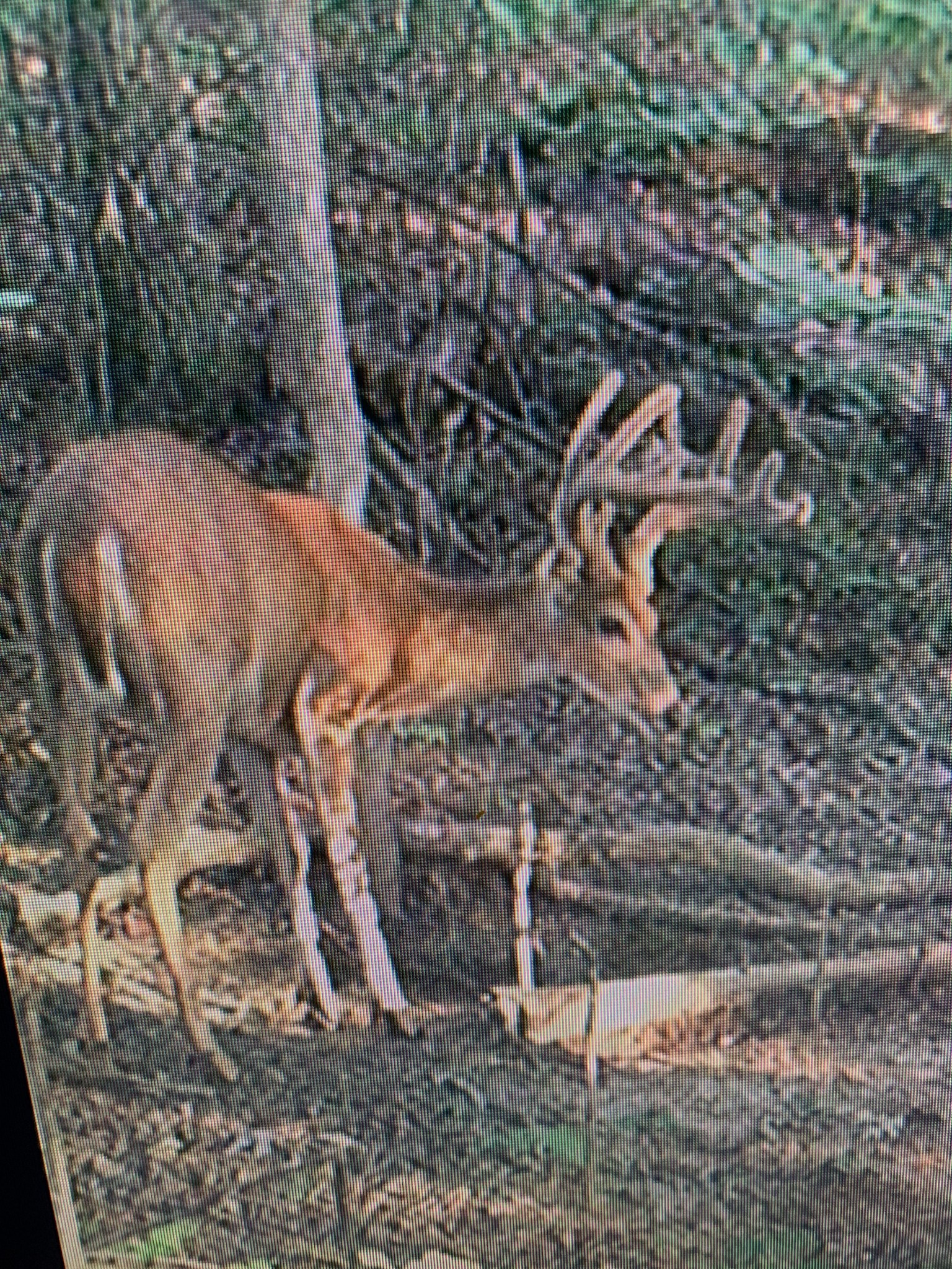 2001 West Tennessee City Road Dickson, TN 37055 - Photo 20 of 24 a view of a wooden door
