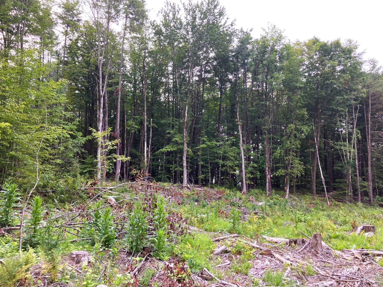 Lot 8 Fern Lake Road Leicester, VT 05733 - Photo 12 of 25