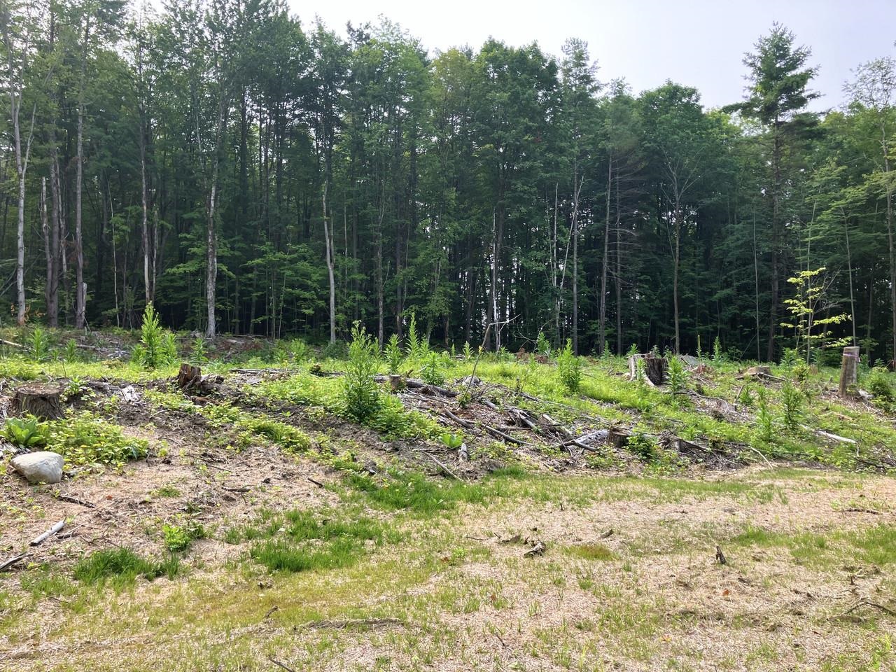 Lot 8 Fern Lake Road Leicester, VT 05733 - Photo 8 of 25