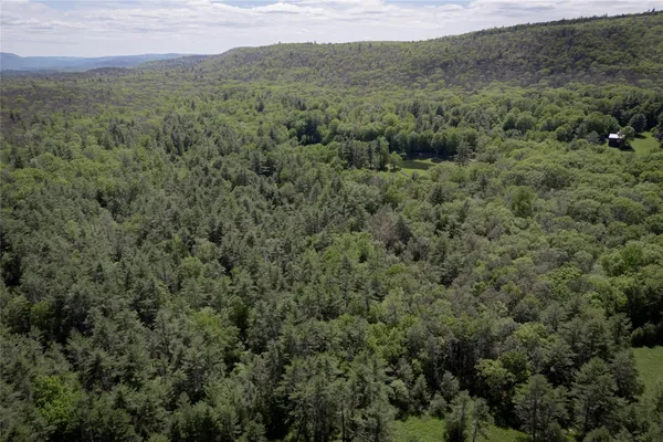 a view of a lush green forest with lush green forest