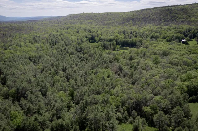 a view of a lush green forest with lush green forest
