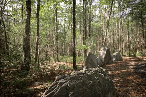 a view of a forest with trees