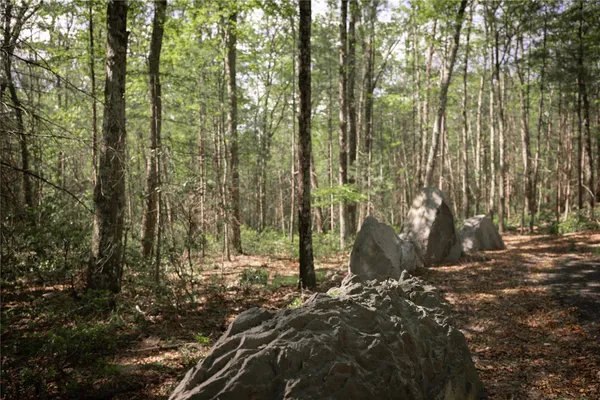 a view of a forest with trees