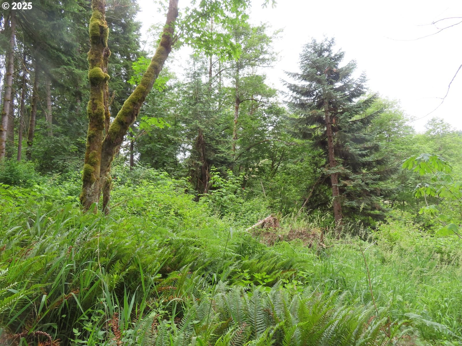 21720 Zenkner Valley Road Centralia, WA 98531 - Photo 12 of 17