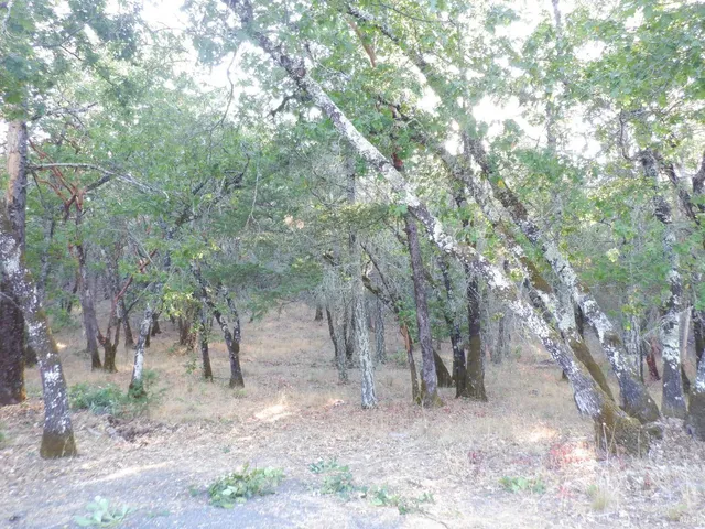 a view of a forest filled with trees