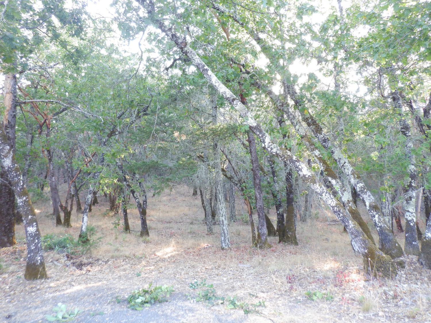 3027 Foothill Boulevard Calistoga, CA 94515 - Photo 5 of 7 a view of a forest with trees in the background